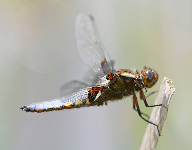 Broad-bodied Chaser dragonfly