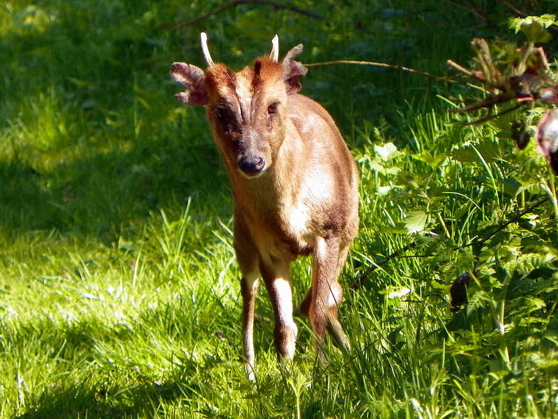 Muntjac deer