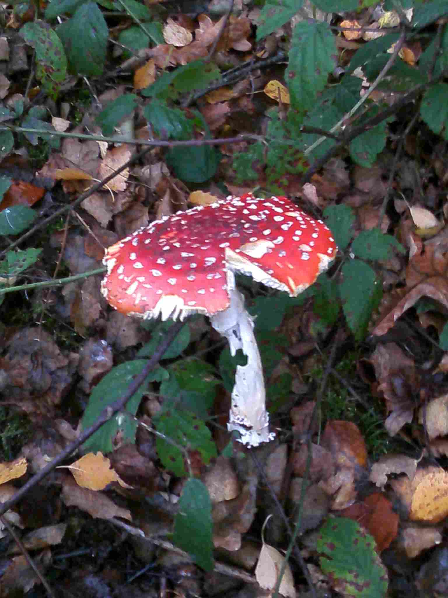 Fly Agaric