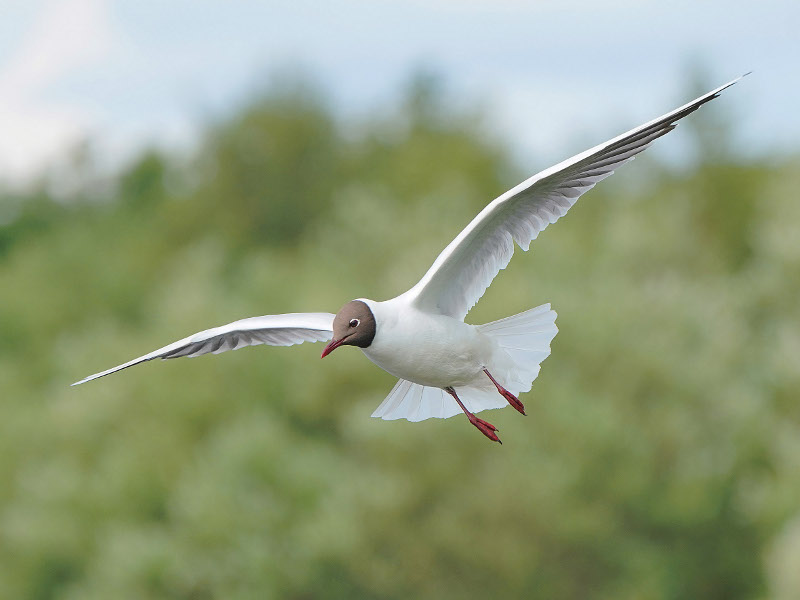 Black-headed Gull