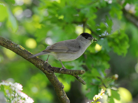 Blackcap