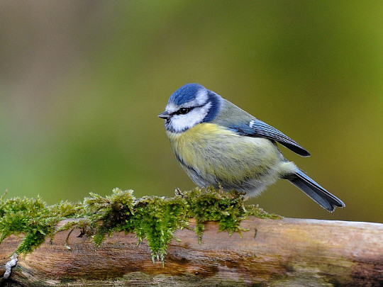 Blue Tit