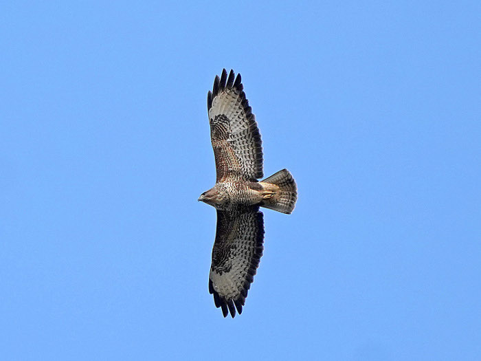 Buzzard