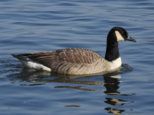 Canada Goose