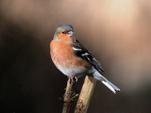 Chaffinch