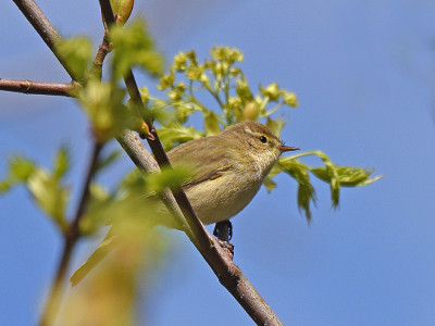 Chiffchaff