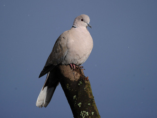 Collared Dove