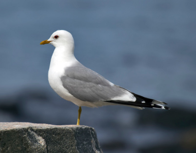 Common Gull (2021), Photo taken by Andreas Trepte, Source Wikimedia Commons, (Licensed under CC BY 2.5)