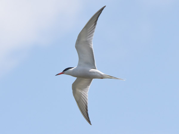 Common Tern