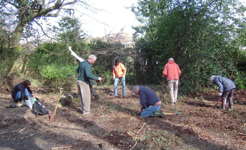 Removing variegated yellow archangel