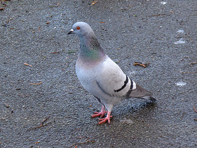 Feral Pigeon, Photo taken by Africa Gomez (Licensed under CC BY 4.0)