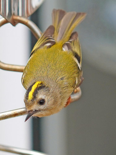 Goldcrest