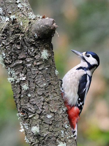 Great Spotted Woodpecker