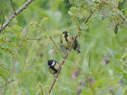 Great Tit