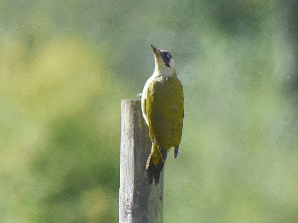 Green Woodpecker