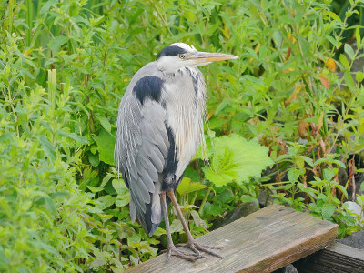 Grey Heron