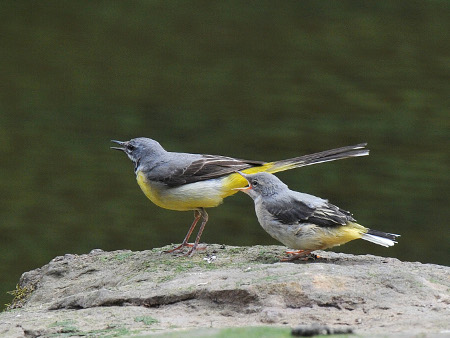 Grey Wagtail