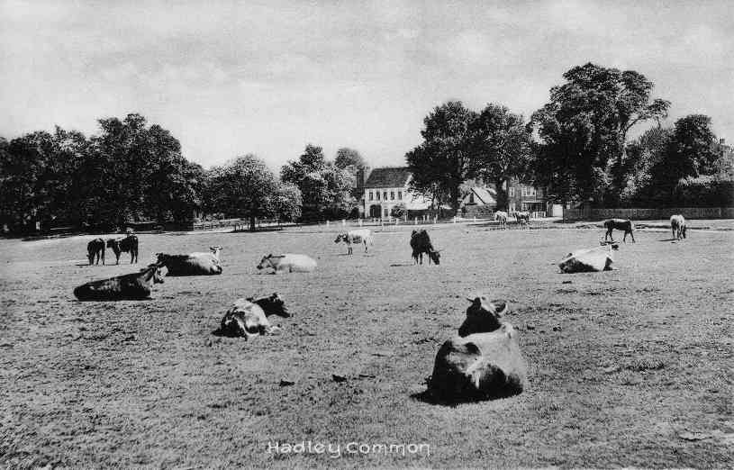 Horses and cattle on Monken Hadley Common about 1911