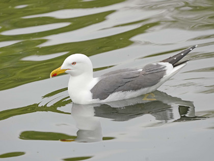 Lesser Black-backed Gull