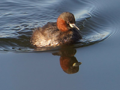 Little Grebe