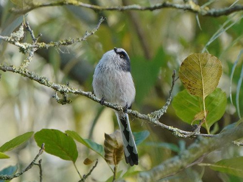 Long-tailed Tit