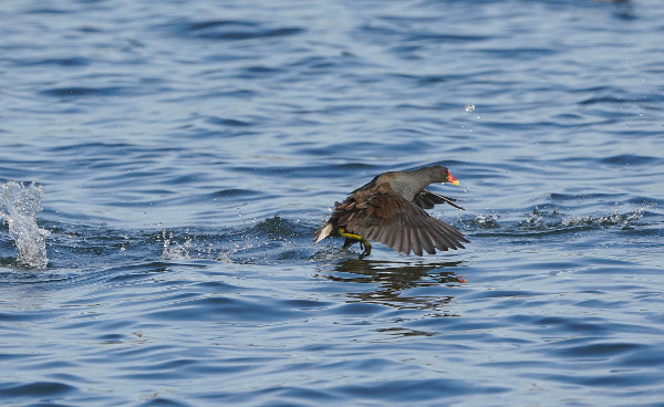 Moorhen