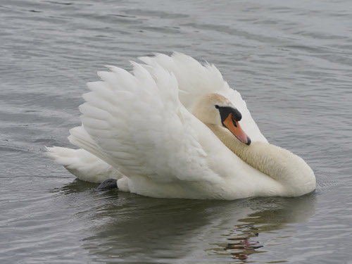 Mute Swan