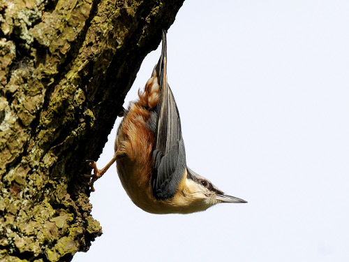 Nuthatch