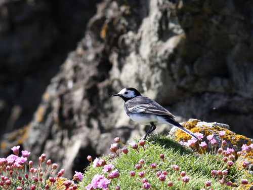 Pied Wagtail