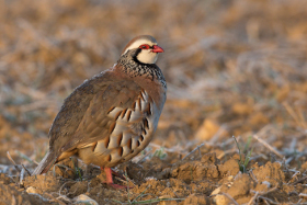 Red-legged Partridge  (2021) Photo taken by Pierre Dalous Source Wikimedia Commons (Licensed under CC BY 3.0)