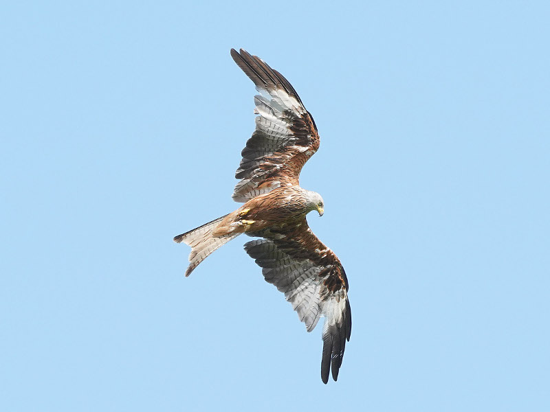 Red Kite