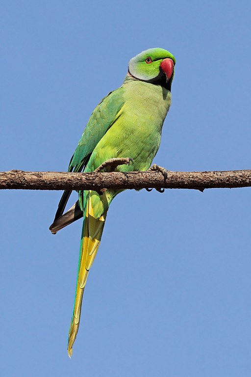 Ring-necked Parakeet