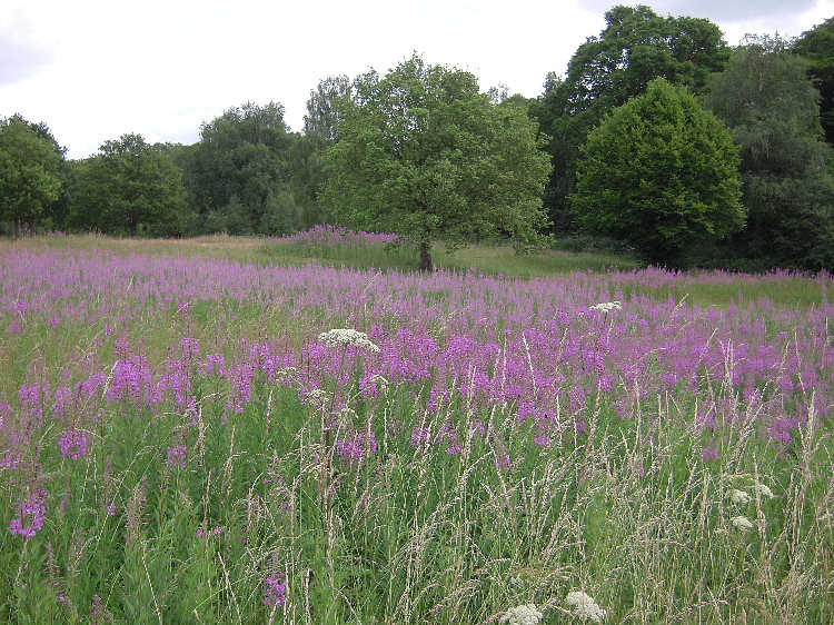 rosebay willow