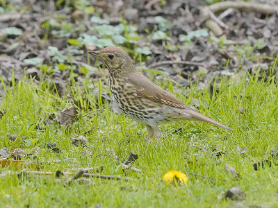 Song Thrush