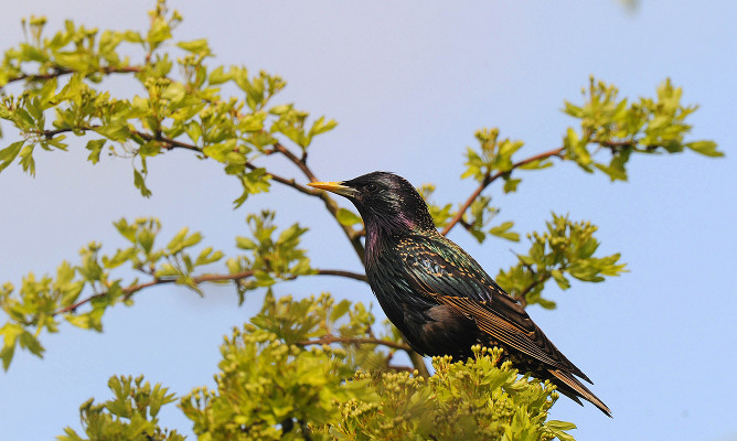 Starling