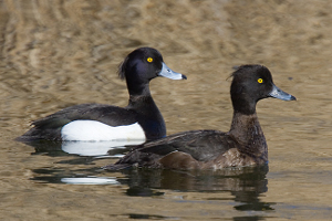 Tufted Duck