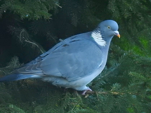 Wood Pigeon