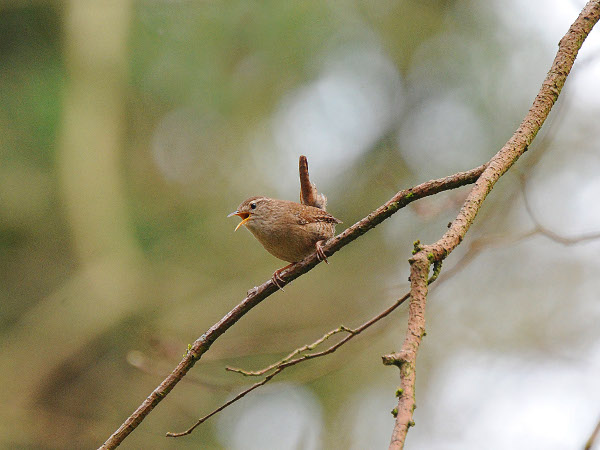 Wren