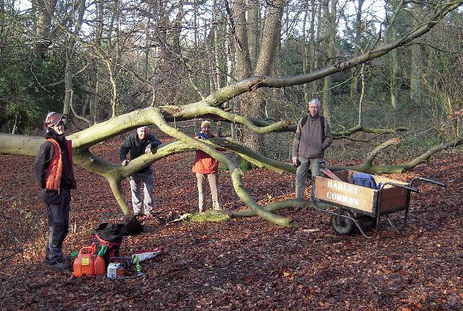 Assisting the tree surgeon