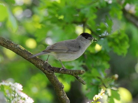 Blackcap