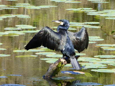 Cormorant at Culzean