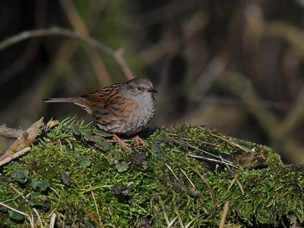 Dunnock